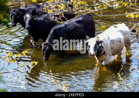 Guilty Pleasure-Gruppo di bovini in piedi nel fiume Torridge per raffreddare e bere in bassa acqua d’estate vicino a Great Torrington – problemi di inquinamento. Foto Stock