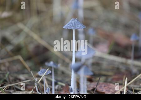 fungo di tuloseso bisporus con capanna grigia e gambo bianco Foto Stock