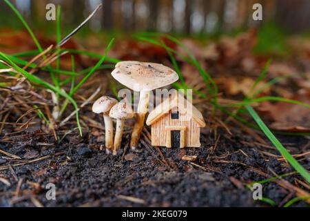 Figurina casa di legno minuscola posto sotto funghi freschi nella foresta, fuoco selettivo. Concetto creativo della casa di sogno. Foto Stock
