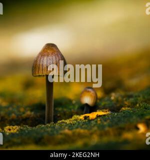 Piccoli funghi che crescono su legno con bel bokeh, Mycena leptocephala, noto come il cofano nitroso Foto Stock