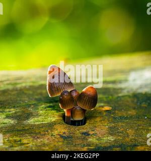 Funghi che crescono da un buco nel bosco, bel bokeh, Mycena leptocephala, noto come il cofano nitroso Foto Stock