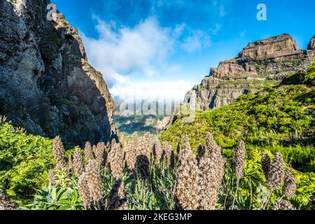 Descrizione: Bella flora di montagna dal sentiero escursionistico a Pico Ruivo al mattino. Pico do Arieiro, Isola di Madeira, Portogallo, Europa. Foto Stock