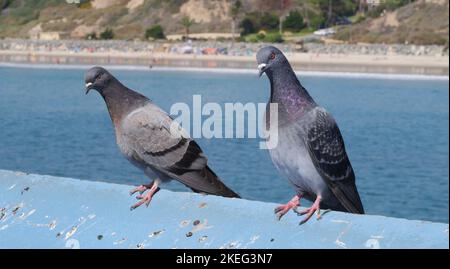 Piccioni sul molo di San Clemente nella contea di Orange, California Foto Stock