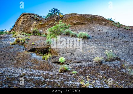 Descrizione: Bella flora di montagna dal sentiero escursionistico a Pico Ruivo al mattino. Pico do Arieiro, Isola di Madeira, Portogallo, Europa. Foto Stock