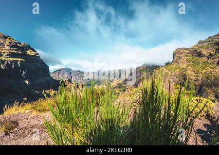 Descrizione: Bella flora di montagna dal sentiero escursionistico a Pico Ruivo al mattino. Pico do Arieiro, Isola di Madeira, Portogallo, Europa. Foto Stock