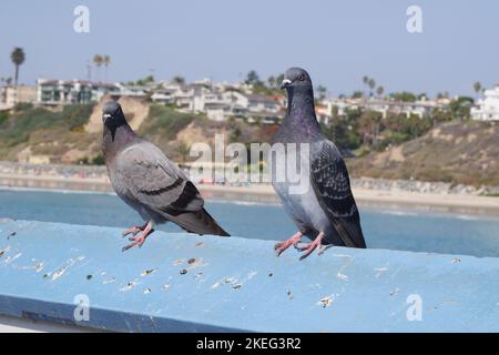 Piccioni sul molo di San Clemente nella contea di Orange, California Foto Stock