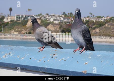 Piccioni sul molo di San Clemente nella contea di Orange, California Foto Stock