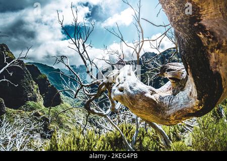 Descrizione: Fotogenico ramo di albero morto in una foresta di alberi morti lungo percorso panoramico escursione. Vereda do Pico Ruivo, Isola di Madeira, Portogallo, Europa. Foto Stock