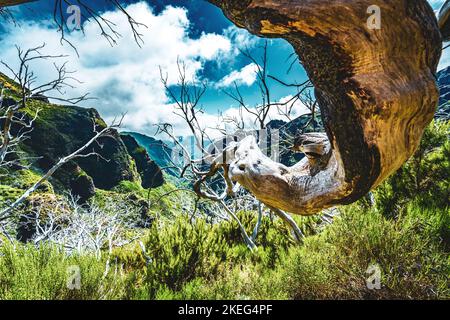 Descrizione: Fotogenico ramo di albero morto in una foresta di alberi morti lungo percorso panoramico escursione. Vereda do Pico Ruivo, Isola di Madeira, Portogallo, Europa. Foto Stock