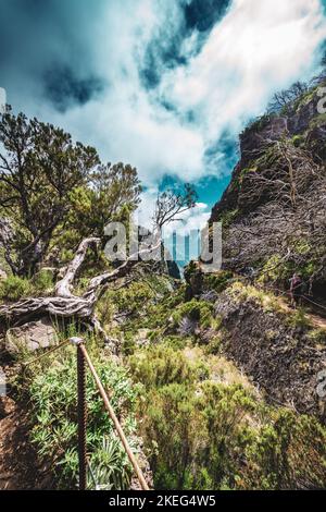 Descrizione: Fotogenico ramo di albero morto in una foresta di alberi morti lungo percorso panoramico escursione. Vereda do Pico Ruivo, Isola di Madeira, Portogallo, Europa. Foto Stock