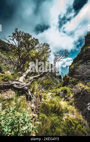 Descrizione: Fotogenico ramo di albero morto in una foresta di alberi morti lungo percorso panoramico escursione. Vereda do Pico Ruivo, Isola di Madeira, Portogallo, Europa. Foto Stock