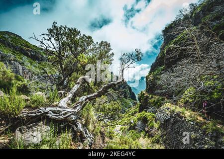 Descrizione: Fotogenico ramo di albero morto in una foresta di alberi morti lungo percorso panoramico escursione. Vereda do Pico Ruivo, Isola di Madeira, Portogallo, Europa. Foto Stock