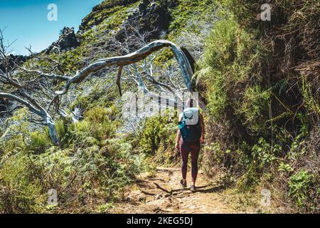 Descrizione: Escursionista con zaino a piedi attraverso una foresta panoramica di alberi morti nel pomeriggio. Verade do Pico Ruivo, Isola di Madeira, Portogallo, Europ Foto Stock