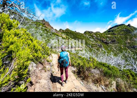 Descrizione: Escursionista con zaino a piedi attraverso una foresta panoramica di alberi morti nel pomeriggio. Verade do Pico Ruivo, Isola di Madeira, Portogallo, Europ Foto Stock