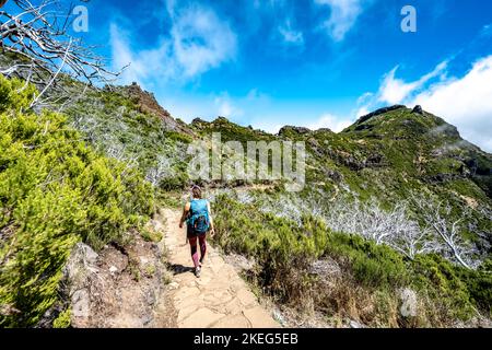 Descrizione: Escursionista con zaino a piedi attraverso una foresta panoramica di alberi morti nel pomeriggio. Verade do Pico Ruivo, Isola di Madeira, Portogallo, Europ Foto Stock