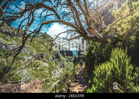 Descrizione: Escursionista con zaino a piedi attraverso una foresta panoramica di alberi morti nel pomeriggio. Verade do Pico Ruivo, Isola di Madeira, Portogallo, Europ Foto Stock