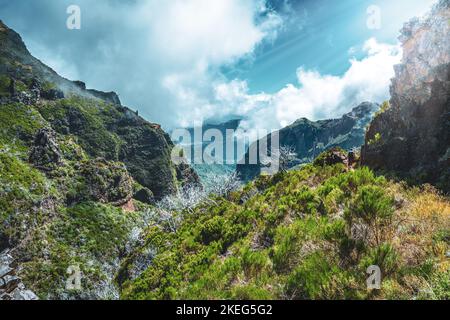 Descrizione: Escursionista con zaino a piedi attraverso una foresta panoramica di alberi morti nel pomeriggio. Verade do Pico Ruivo, Isola di Madeira, Portogallo, Europ Foto Stock