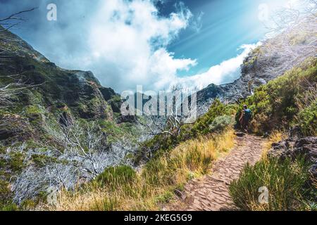 Descrizione: Escursionista con zaino a piedi attraverso una foresta panoramica di alberi morti nel pomeriggio. Verade do Pico Ruivo, Isola di Madeira, Portogallo, Europ Foto Stock