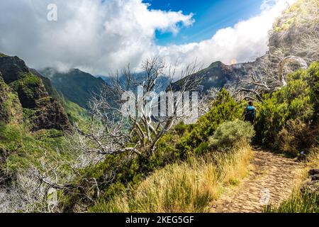 Descrizione: Escursionista con zaino a piedi attraverso una foresta panoramica di alberi morti nel pomeriggio. Verade do Pico Ruivo, Isola di Madeira, Portogallo, Europ Foto Stock