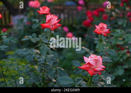 Rose rosse in giardino. Foto Stock