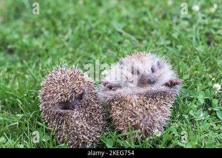 Due piccoli ricci si accoccolarono in una palla sull'erba Foto Stock