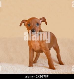 Il cucciolo di tvergpinscher è in piedi. Un cucciolo marrone di due mesi. Foto Stock
