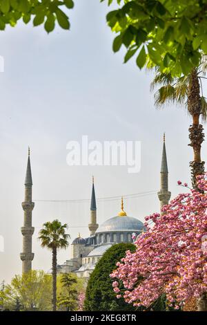 I minareti della famosa Moschea Blu o Moschea Sultana Ahmet a Istanbul, durante la stagione dei ciliegi Foto Stock