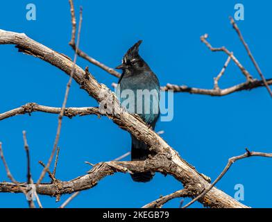 Un brillante e bello Steller's Jay si aggira nei rami di un albero morto che si affaccia sui suoi terreni svernanti lungo la Front Range del Colo Foto Stock