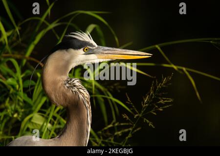 Un bellissimo ritratto di un grande airone blu che si nutre sul bordo di una palude della Florida sotto la luce del sole. Foto Stock
