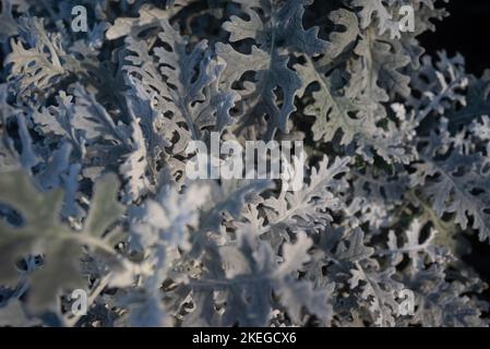 Foglie bianche sfondo di polvere-mugnaio o ragwort d'argento. Jacobaea maritima Foto Stock