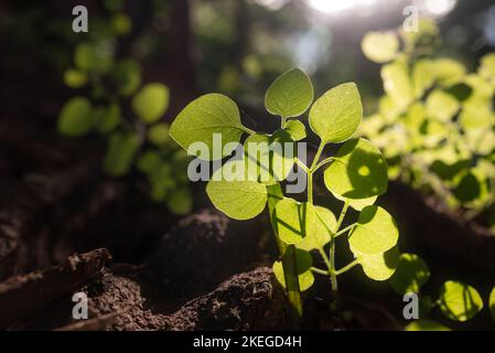 Foglie di primavera fresche che crescono da una radice all'altra. Splendente di foglie di sole Foto Stock