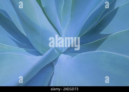 Sfondo botanico astratto blu di agave di coda volpe. Primo piano di foglie blu Foto Stock