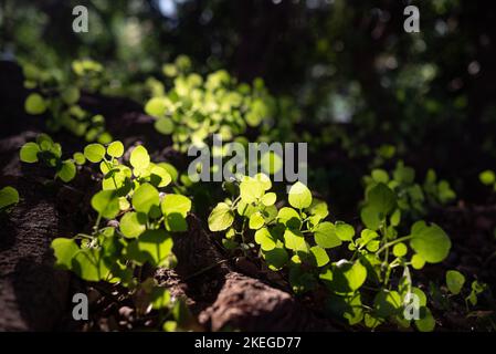 Foglie di primavera fresche che crescono da una radice all'altra. Splendente di foglie di sole Foto Stock