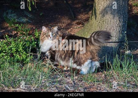 Alvin - grande gatto siberiano con capelli lunghi nella foresta Foto Stock