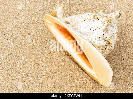 Conchiglia sulla sabbia, grande conchiglia sulla spiaggia di mare primo piano, vista dall'alto. Bella conchiglia su sfondo tropicale sabbioso. Concetto di viaggio, vacanza, re Foto Stock