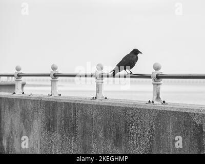 Corvo nero su corrimano in metallo che si affaccia sul mare Foto Stock