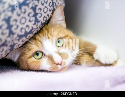 Un gatto shorthair di tabby arancione timido che sbircia fuori da sotto una coperta Foto Stock