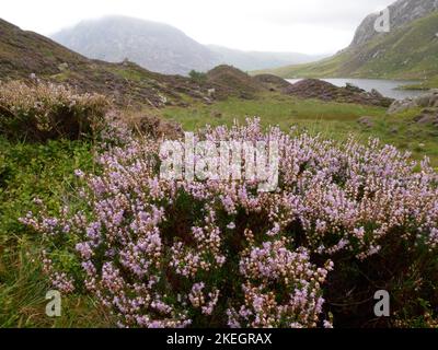 Foto di fiori selvatici trovati nelle montagne gallesi del Parco Nazionale di Snowdonia Foto Stock
