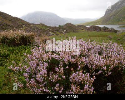 Foto di fiori selvatici trovati nelle montagne gallesi del Parco Nazionale di Snowdonia Foto Stock