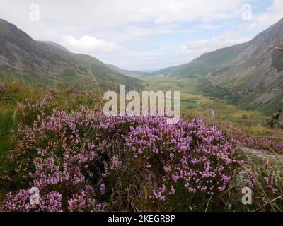 Foto di fiori selvatici trovati nelle montagne gallesi del Parco Nazionale di Snowdonia Foto Stock