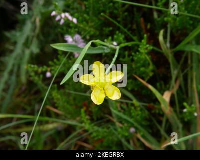 Foto di fiori selvatici trovati nelle montagne gallesi del Parco Nazionale di Snowdonia Foto Stock