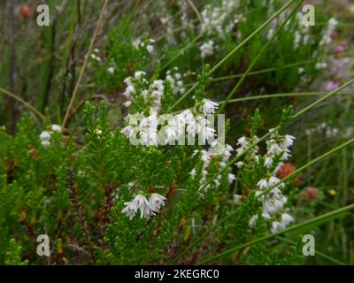 Foto di fiori selvatici trovati nelle montagne gallesi del Parco Nazionale di Snowdonia Foto Stock