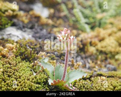 Foto di fiori selvatici trovati nelle montagne gallesi del Parco Nazionale di Snowdonia Foto Stock