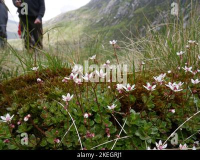 Foto di fiori selvatici trovati nelle montagne gallesi del Parco Nazionale di Snowdonia Foto Stock