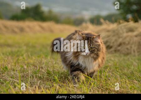 Alvin - grande gatto siberiano con capelli lunghi al tramonto Foto Stock