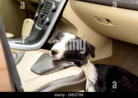 Addestramento del cane in automobile. Addestramento per il cane del collie di bordo per rimanere nell'automobile Foto Stock