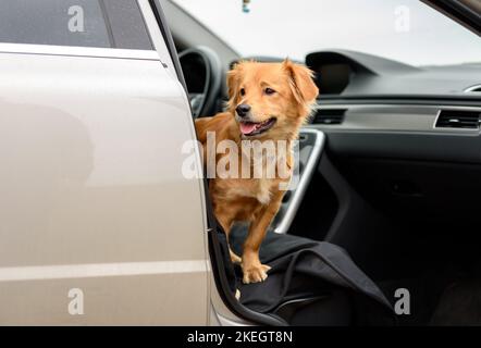 Addestramento del cane in auto. Formazione per rimanere in macchina per cani misti Foto Stock