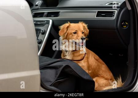 Addestramento del cane in auto. Formazione per rimanere in macchina per cani misti Foto Stock