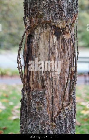 corteccia dell'albero con ramo innestato del proprio albero per permettere al sap di bypassare l'attacco di girdling del tronco Foto Stock