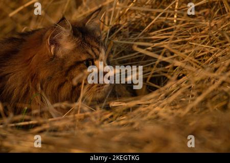 Alvin - grande gatto siberiano con capelli lunghi al tramonto Foto Stock